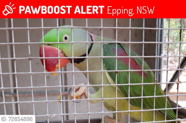 Lost Male Bird last seen Somerset Street Epping NSW 2121, Epping, NSW 2121