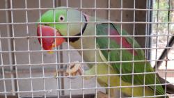 Lost Male Bird last seen Somerset Street Epping NSW 2121, Epping, NSW 2121