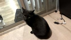 Found/Stray Unknown Cat last seen Desert Sands apmts, Casa Grande, AZ 85122