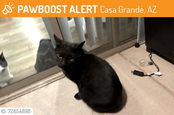 Found/Stray Unknown Cat last seen Desert Sands apmts, Casa Grande, AZ 85122