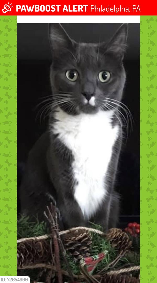 Lost Male Cat last seen S Canterbury & Chesterfield Rd, Philadelphia, PA 19114
