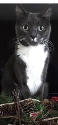 Lost Male Cat last seen S Canterbury & Chesterfield Rd, Philadelphia, PA 19114