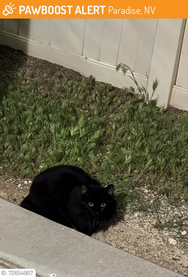 Found/Stray Unknown Cat last seen Maryland/pebble, Paradise, NV 89123