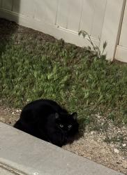Found/Stray Unknown Cat last seen Maryland/pebble, Paradise, NV 89123