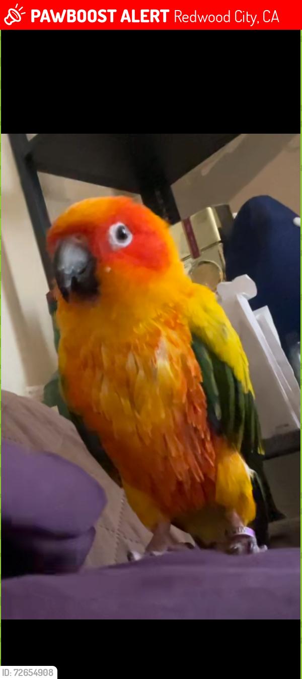 Lost Male Bird last seen El Camino and hopkins, Redwood City, CA 94062