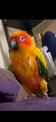 Lost Male Bird last seen El Camino and hopkins, Redwood City, CA 94062