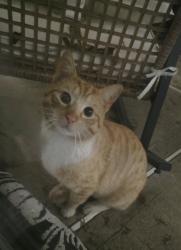 Found/Stray Unknown Cat last seen Adelphia Greens, Freehold Township, NJ 07728