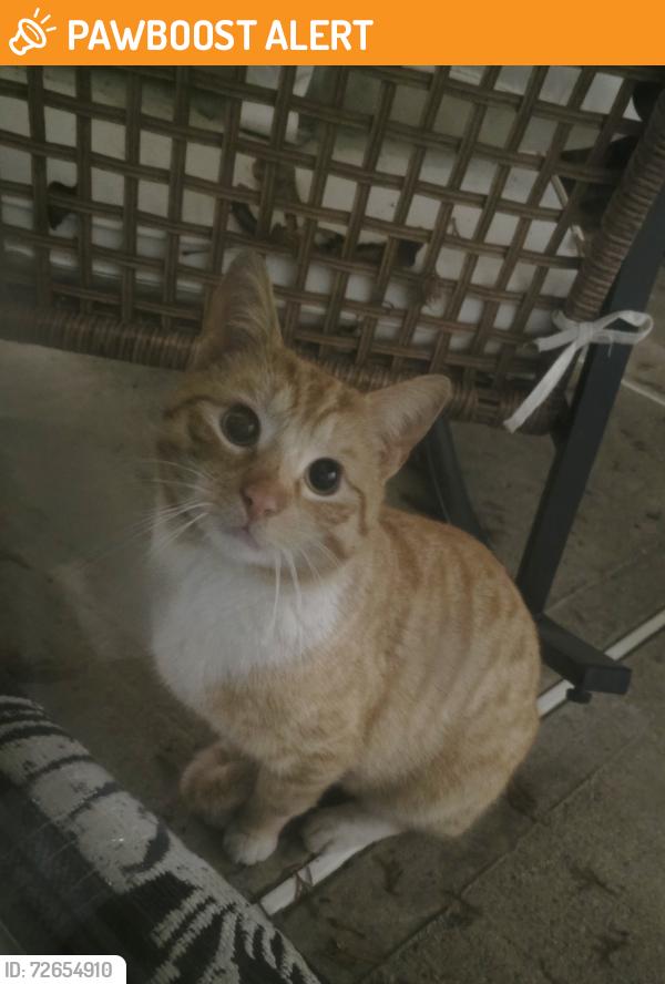 Found/Stray Unknown Cat last seen Adelphia Greens, Freehold Township, NJ 07728