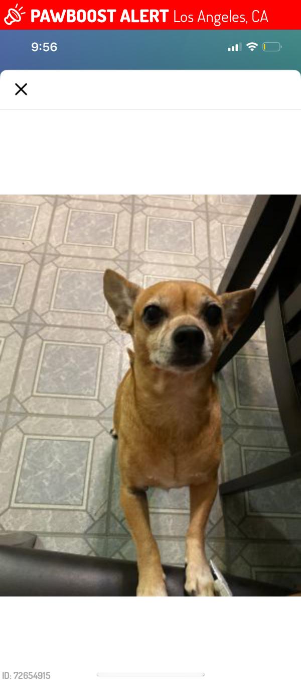 Lost Male Dog last seen We lost him at 54th St & 8th Ave by Crenshaw High school, Los Angeles, CA 90043