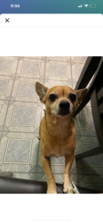 Lost Male Dog last seen We lost him at 54th St & 8th Ave by Crenshaw High school, Los Angeles, CA 90043