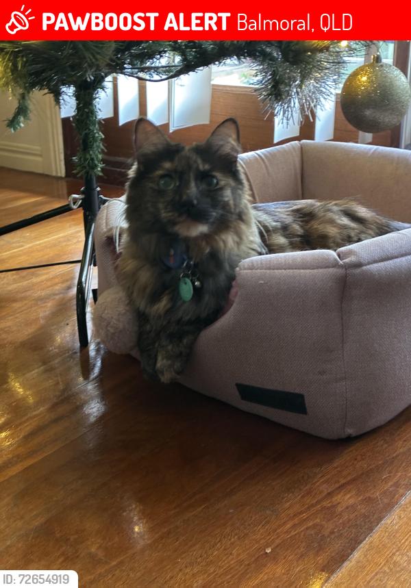 Lost Female Cat last seen Fifth ave and riding road , Balmoral, QLD 4171