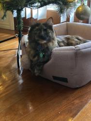 Lost Female Cat last seen Fifth ave and riding road , Balmoral, QLD 4171