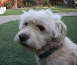 Lost Male Dog last seen San Pedro St, Los Angeles, CA 90011