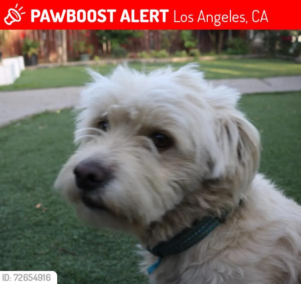 Lost Male Dog last seen San Pedro St, Los Angeles, CA 90011