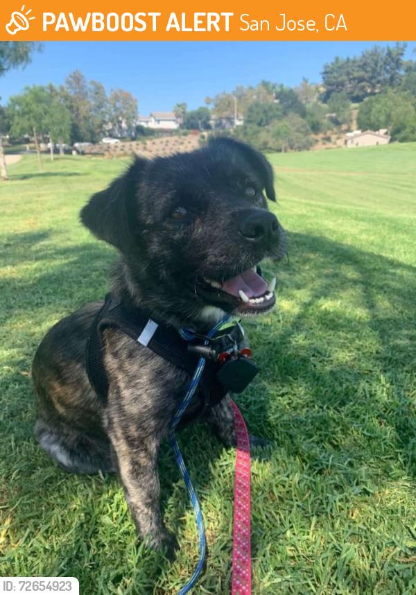 Found/Stray Unknown Other last seen Near , San Jose, CA 95112