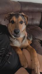 Lost Male Dog last seen Near s Las Vegas blvd , Las Vegas, NV 89109