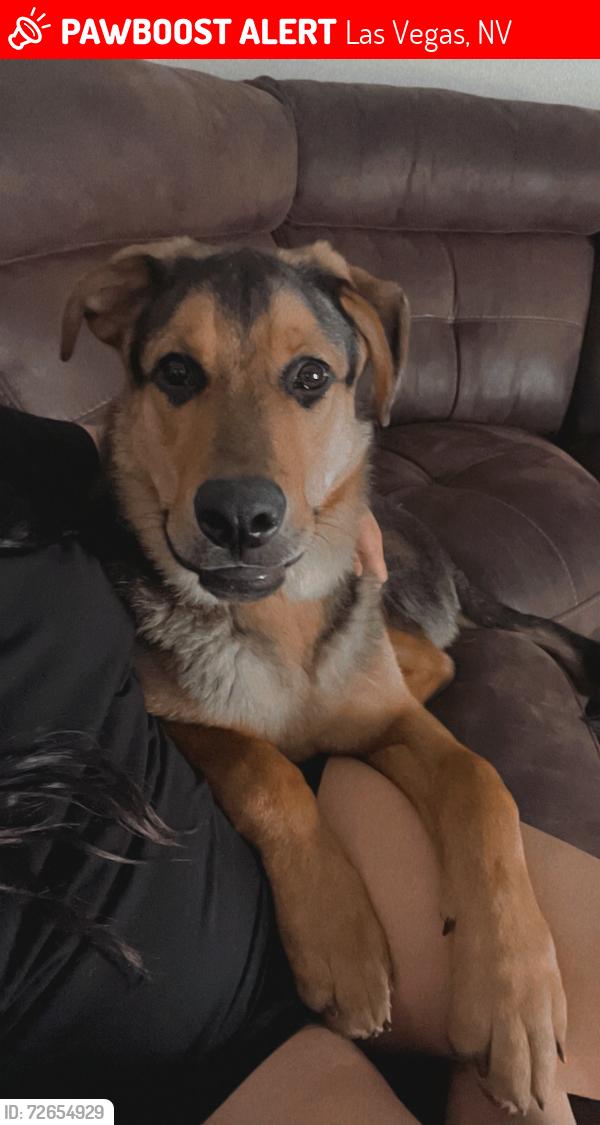 Lost Male Dog last seen Near s Las Vegas blvd , Las Vegas, NV 89109