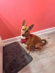 Lost Male Dog last seen Marietta georgia, Powder Springs, GA 30127