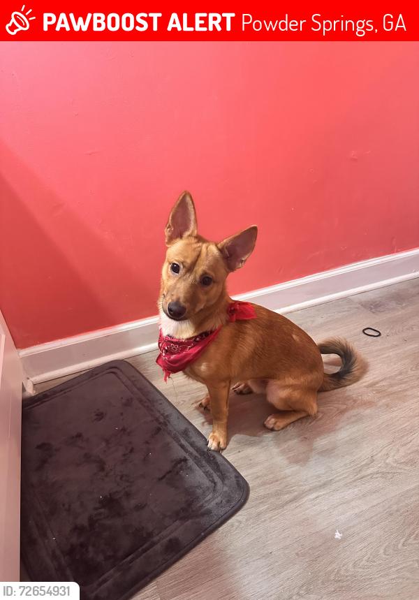 Lost Male Dog last seen Marietta georgia, Powder Springs, GA 30127