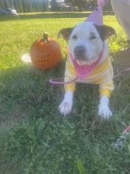 Lost Female Dog last seen Sam’s stop monroe mi 48161, Monroe, MI 48161