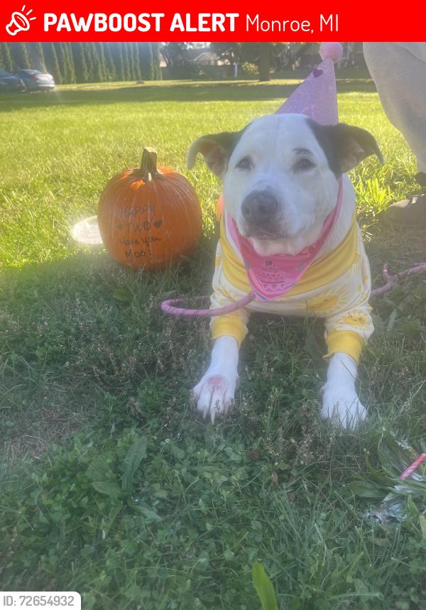 Lost Female Dog last seen Sam’s stop monroe mi 48161, Monroe, MI 48161