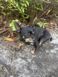 Found/Stray Male Dog last seen Edison and Cranford , Fort Myers, FL 33916