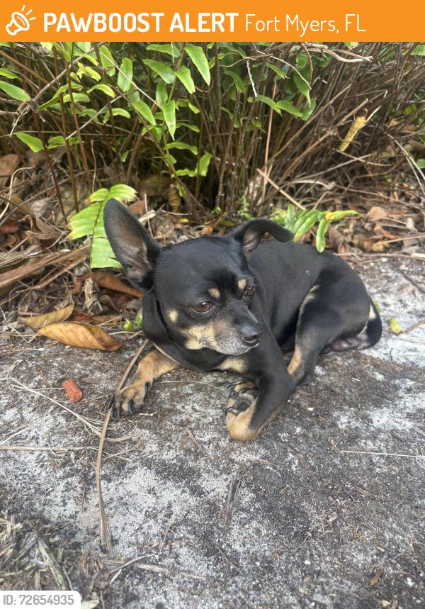 Found/Stray Male Dog last seen Edison and Cranford , Fort Myers, FL 33916