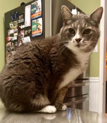 Lost Female Cat last seen Macdade Blvd, Folsom, PA 19033