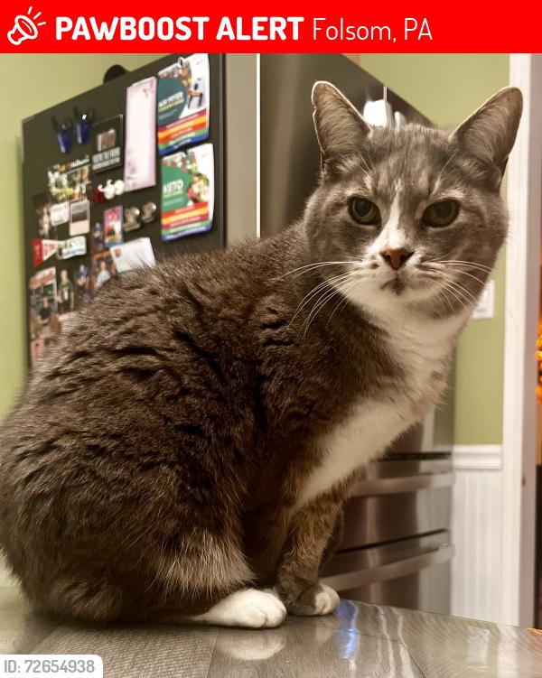 Lost Female Cat last seen Macdade Blvd, Folsom, PA 19033