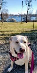 Lost Female Dog last seen CR 690 North of Napier, Keeler Township, MI 49022