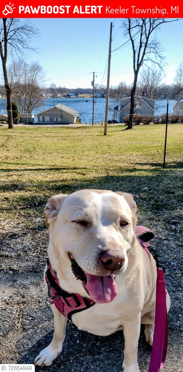 Lost Female Dog last seen CR 690 North of Napier, Keeler Township, MI 49022