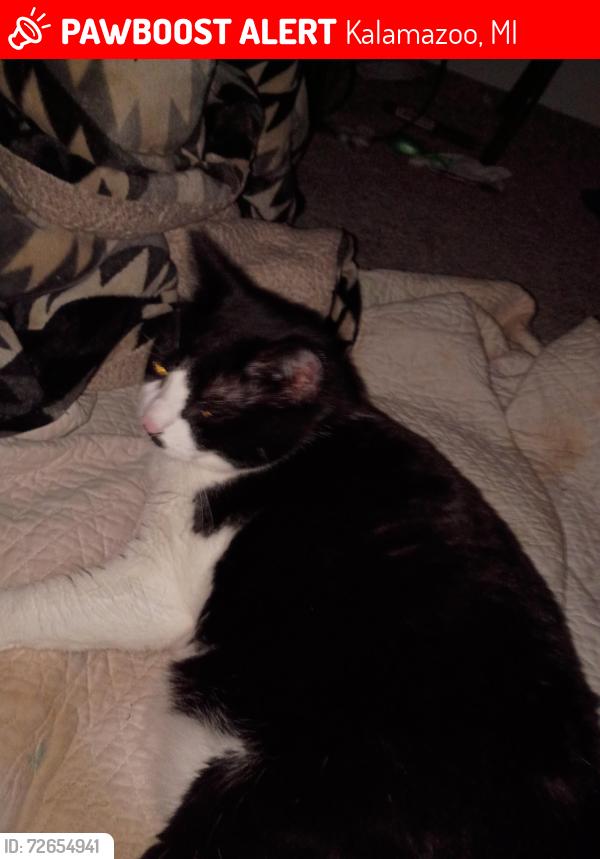 Lost Female Cat last seen Gull Road and Sunnyside , Kalamazoo, MI 49048