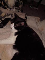 Lost Female Cat last seen Gull Road and Sunnyside , Kalamazoo, MI 49048