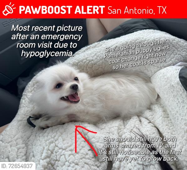 Lost Female Dog last seen Cracker Barrel, San Antonio, TX 78218