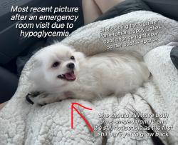 Lost Female Dog last seen Cracker Barrel, San Antonio, TX 78218