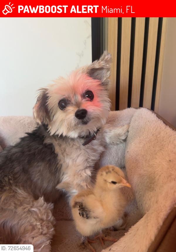Lost Female Dog last seen Near southwest 13th st, Miami, FL 33135