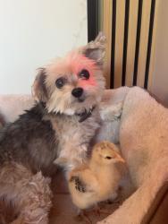 Lost Female Dog last seen Near southwest 13th st, Miami, FL 33135