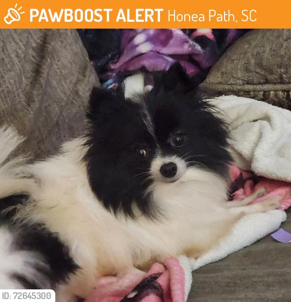 Found/Stray Female Dog last seen Black st. in Honea path right beside Food Lion, Honea Path, SC 29654