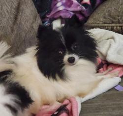 Found/Stray Female Dog last seen Black st. in Honea path right beside Food Lion, Honea Path, SC 29654