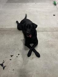 Lost Male Dog last seen Wellswood  neighborhood, Tampa, FL 33603