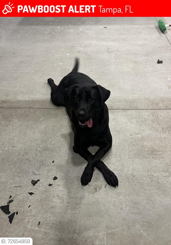 Lost Male Dog last seen Wellswood  neighborhood, Tampa, FL 33603