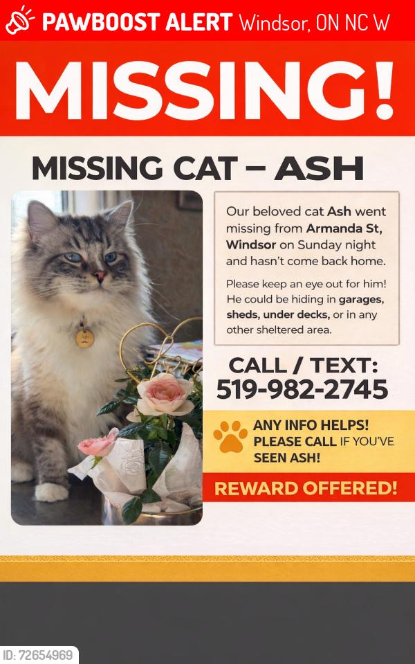 Lost Male Cat last seen Matchette st, Windsor, ON N9C 3W9