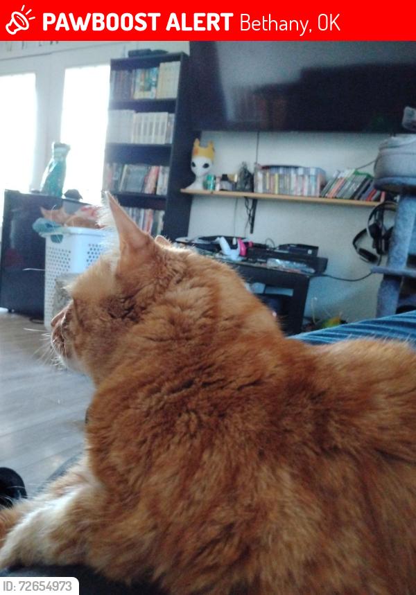 Lost Male Cat last seen 28th and glade, Bethany, OK 73008