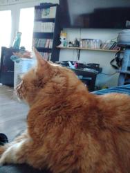 Lost Male Cat last seen 28th and glade, Bethany, OK 73008