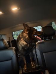 Found/Stray Male Dog last seen Old cutler road, Miami, FL 33157