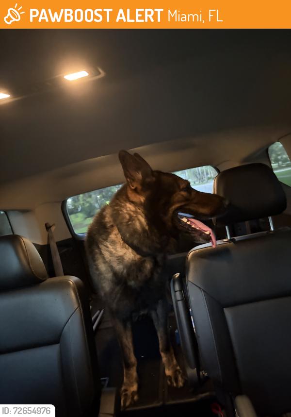 Found/Stray Male Dog last seen Old cutler road, Miami, FL 33157