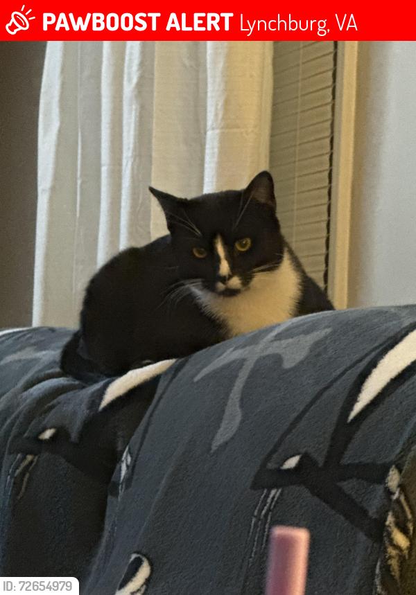 Lost Male Cat last seen Near Farfields Drive Lynchburg VA 24502, Lynchburg, VA 24502