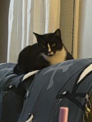 Lost Male Cat last seen Near Farfields Drive Lynchburg VA 24502, Lynchburg, VA 24502