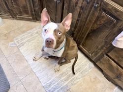 Found/Stray Male Dog last seen Burlington road in North Kansas City, North Kansas City, MO 64116