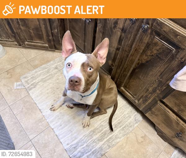 Found/Stray Male Dog last seen Burlington road in North Kansas City, North Kansas City, MO 64116